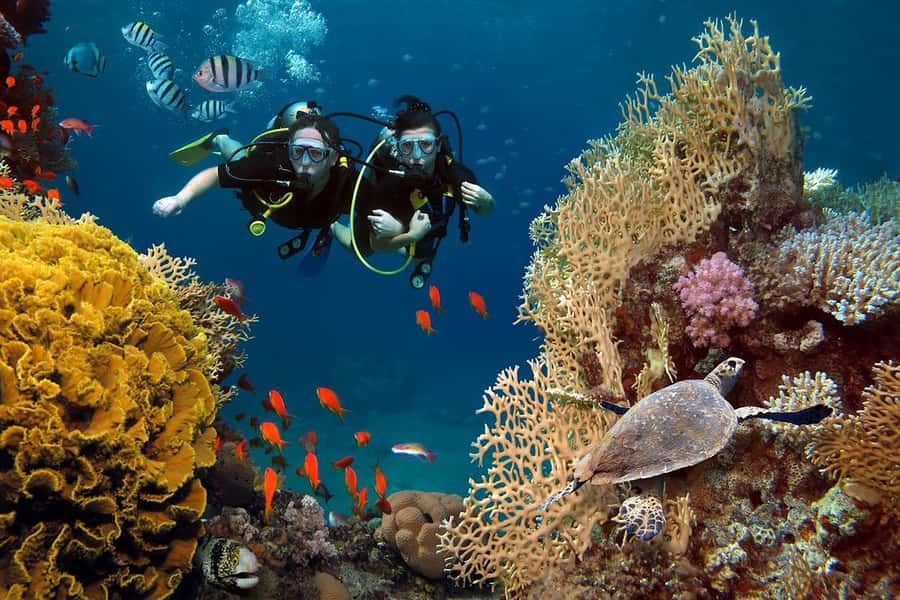 From Sharm: Luxury Diving cruise to Ras Mohammed with Lunch - Gear, languages, and feeling looked after