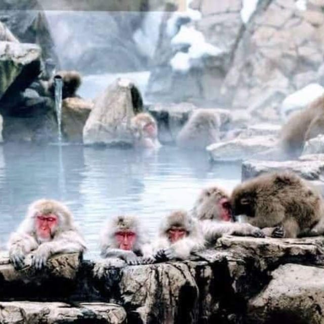 From Tokyo/Nagano: Luxury Snow Monkey Private Full-Day Tour - How the private Tokyo/Nagano route actually feels in one day