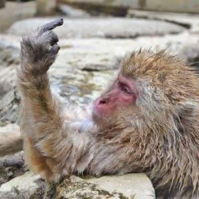 From Tokyo/Nagano: Luxury Snow Monkey Private Full-Day Tour - Jigokudani Snow Monkey Park: the highlight, the walk, and the muddy truth