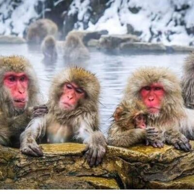 From Tokyo/Nagano: Luxury Snow Monkey Private Full-Day Tour - Luxury transport details that change the day (Prado, Crown, Vellfire, and comfort)