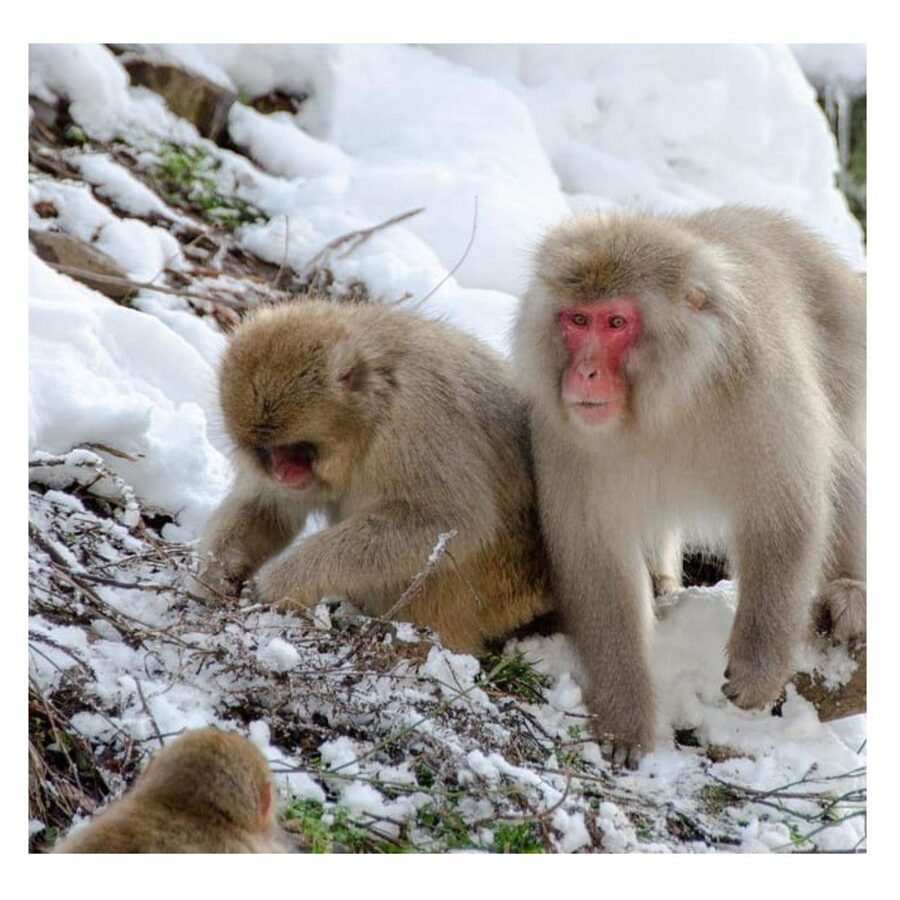 From Tokyo/Nagano: Luxury Snow Monkey Private Full-Day Tour - Shibu Onsen and Yudanaka: short on time, big on hot-spring atmosphere