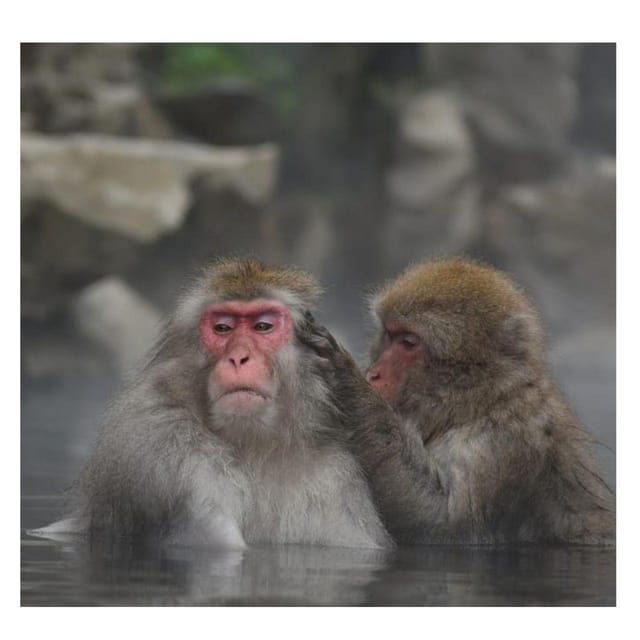 From Tokyo/Nagano: Luxury Snow Monkey Private Full-Day Tour - Obuse, Hokusai Museum, Togakushi, Matsushiro, and Lake Nojiri: how to choose