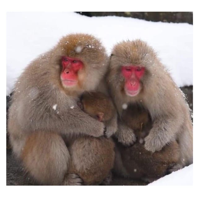 From Tokyo/Nagano: Luxury Snow Monkey Private Full-Day Tour - Value and price: $537 per group up to 6, and what’s included