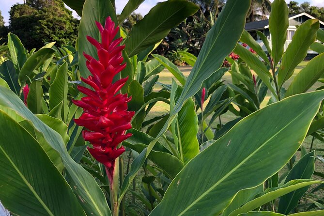 Full-Circle "Reverse" - Luxury Road to Hana Tour from South Maui - Lunch at a Flower Farm Outside Hana: Food That Keeps the Day Moving
