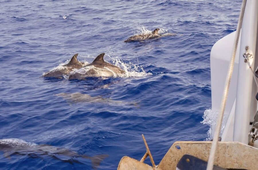 Funchal Bay: Dolphin & Whale Watch Luxury Catamaran Cruise - The sailing back under sail: views plus an unhurried return