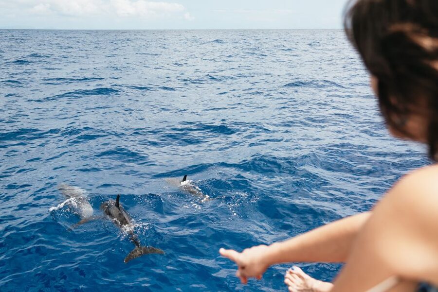 Funchal Bay: Dolphin & Whale Watch Luxury Catamaran Cruise - Value for money: is a $47 catamaran cruise a smart Madeira buy?