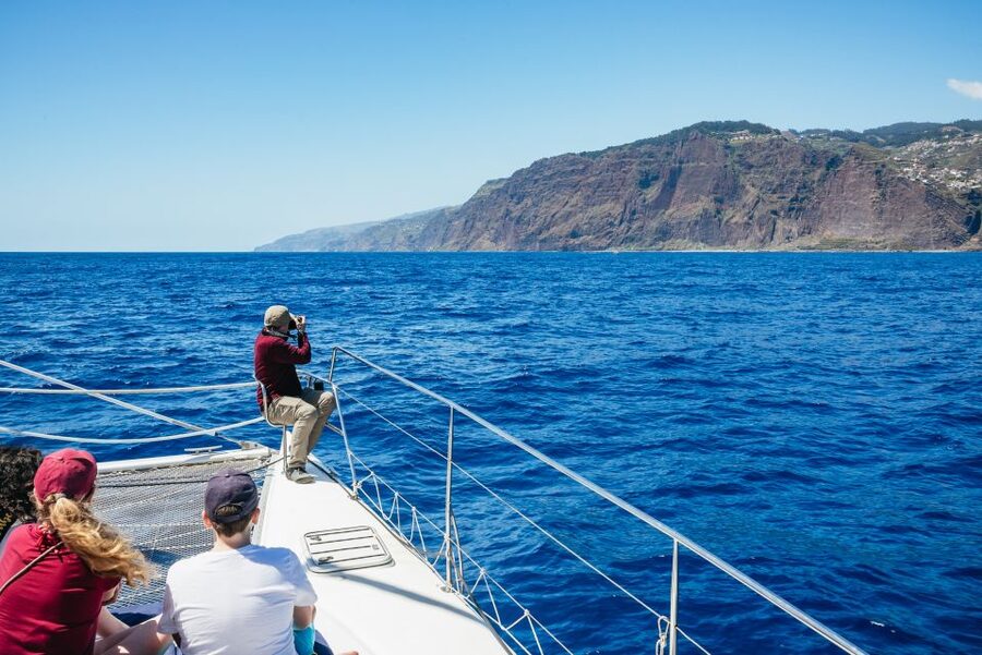 Funchal: Dolphin and Whale Watching by Luxury Catamaran - When to Go: July/August Changes and Sea-Condition Reality