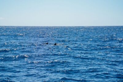 Funchal: Dolphin and Whale Watching by Luxury Catamaran - Luxury Catamaran Comfort: Shade, Sun Beds, and Practical Space