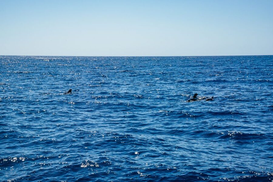 Funchal: Dolphin and Whale Watching by Luxury Catamaran - The Cabo Girão Stop: Anchoring by Europe’s High Cliff Energy