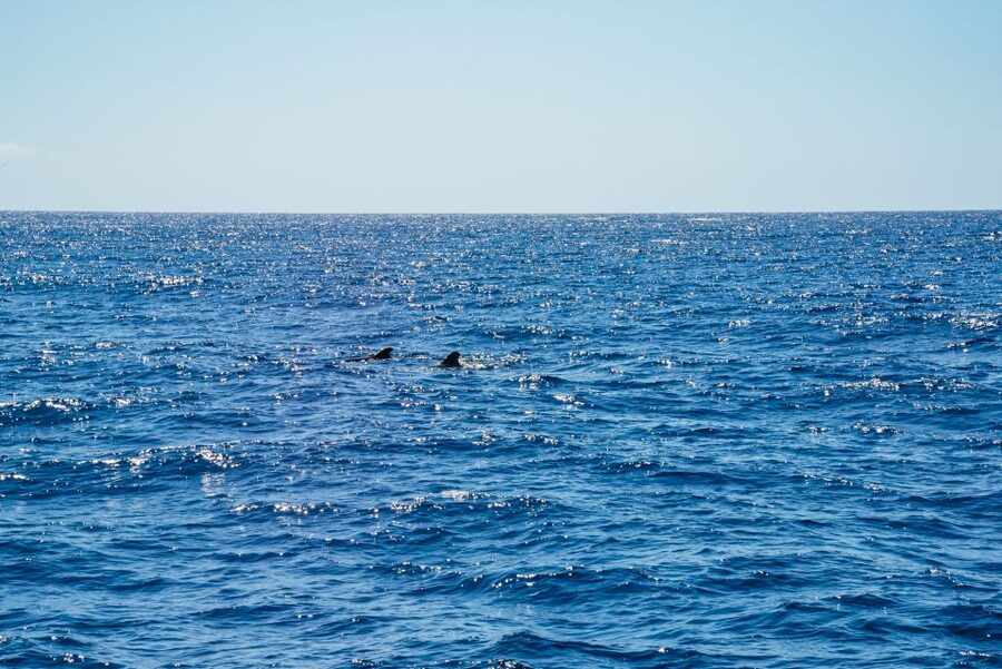 Funchal: Dolphin and Whale Watching by Luxury Catamaran - Luxury Catamaran Comfort: Shade, Sun Beds, and Practical Space