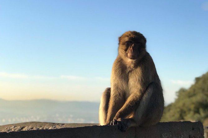 Gibraltar Sightseeing: Premium Rock Tour / Shore Excursion (Private) - Rock of Gibraltar and Upper Rock Nature Reserve: Fast Access to Wild Views