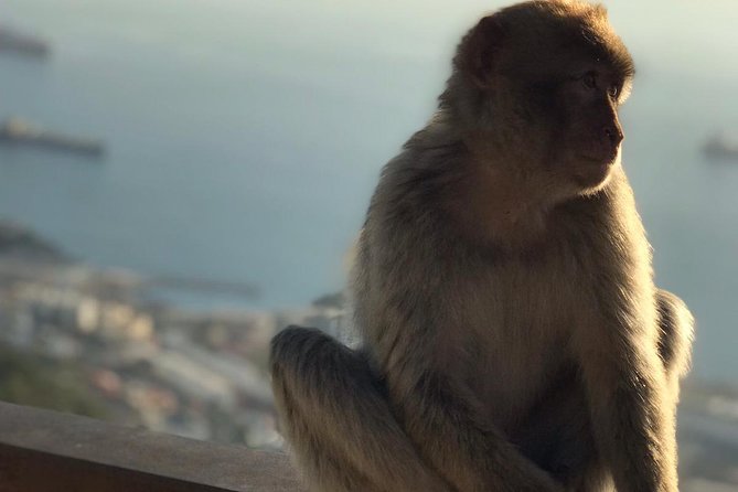 Gibraltar Sightseeing: Premium Rock Tour / Shore Excursion (Private) - Windsor Suspension Bridge and the Great Siege Tunnels: Gibraltar’s Defensive Brain