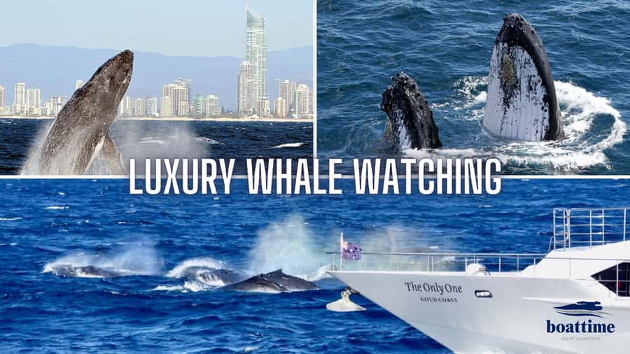 Gold Coast: Luxury Whale Watching Tour - Key things that make this tour worth your time