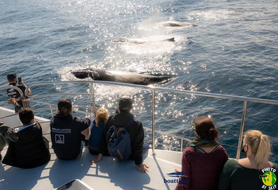 Gold Coast: Luxury Whale Watching Tour - Sun Goddess comfort: why the boat setup matters for whale spotting