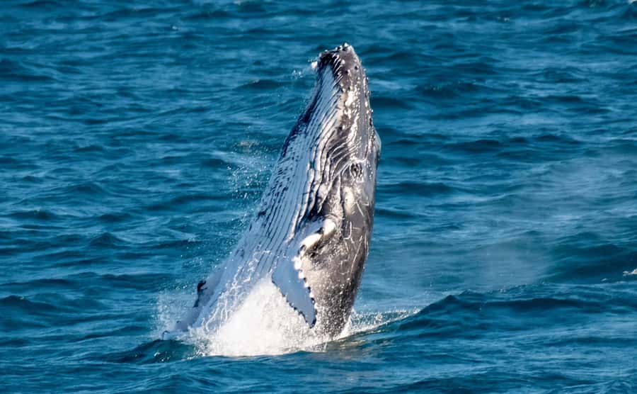 Gold Coast: Luxury Whale Watching Tour - Marine biologist guidance and the small tricks that help you spot humpbacks