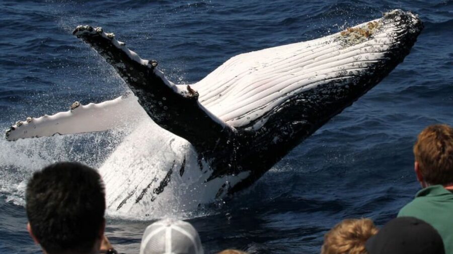 Gold Coast: Luxury Whale Watching Tour - Price and value: what $53 covers and what costs extra