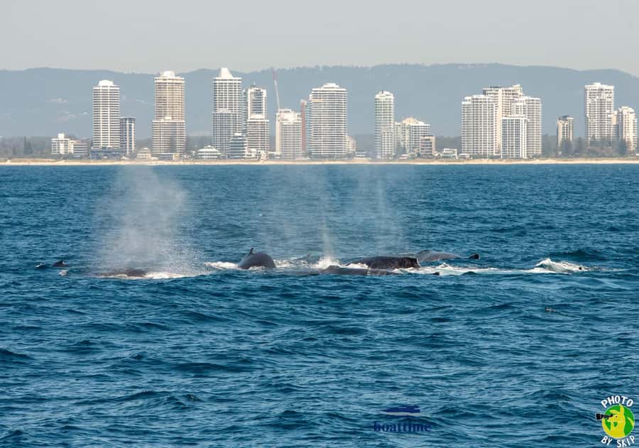 Gold Coast: Luxury Whale Watching Tour - Meeting point at Mariner’s Cove: avoiding the stress before you sail