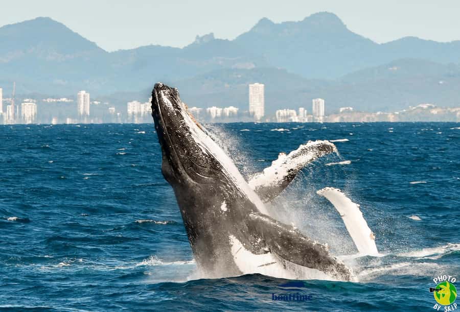 Gold Coast: Luxury Whale Watching Tour - Weather reality check: what can change and how to plan around it