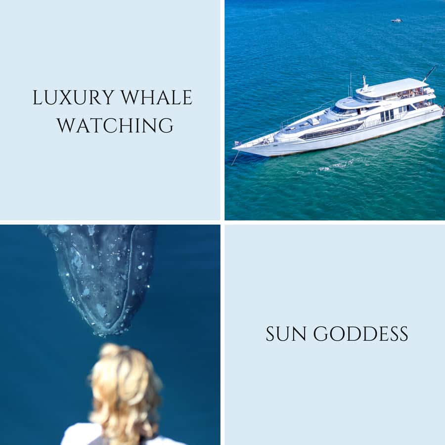 Gold Coast: Luxury Whale Watching Tour - Who this tour suits best (and who might skip it)