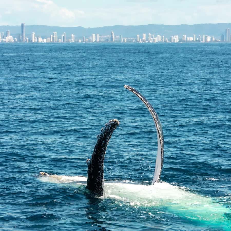 Gold Coast: Luxury Whale Watching Tour - Should you book the Gold Coast Luxury Whale Watching Tour?