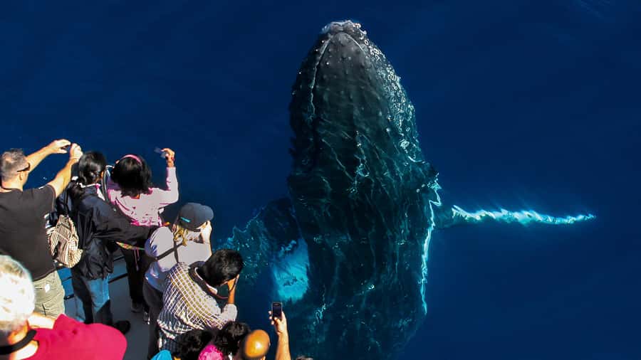 Gold Coast: Premium Whale Watching Cruise - Key highlights you’ll feel fast