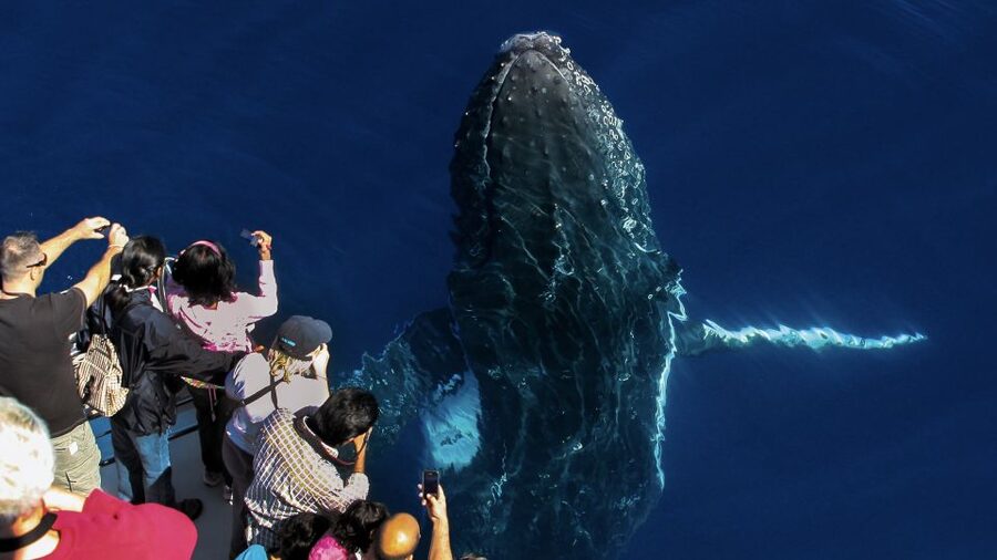 Gold Coast: Premium Whale Watching Cruise - Should you book the Gold Coast Premium Whale Watching Cruise?