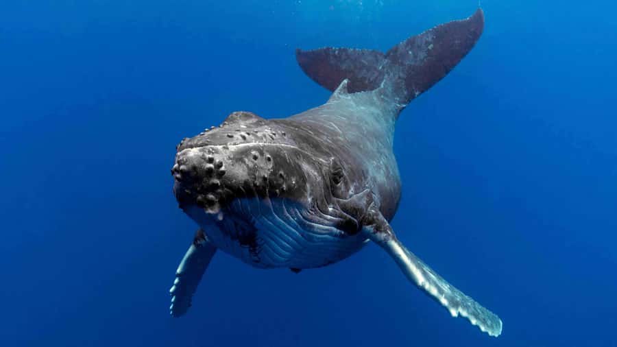 Gold Coast: Premium Whale Watching Cruise - Hitting the Humpback Highway from Main Beach