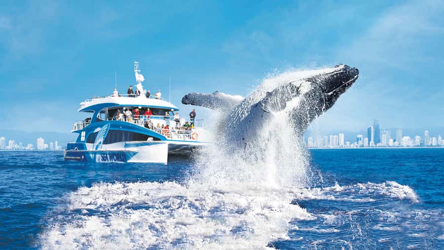 Gold Coast: Premium Whale Watching Cruise - Underwater microphones and live viewing that makes the wait worth it