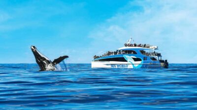 Gold Coast: Premium Whale Watching Cruise - What the 2.5-hour cruise looks like once you’re at sea
