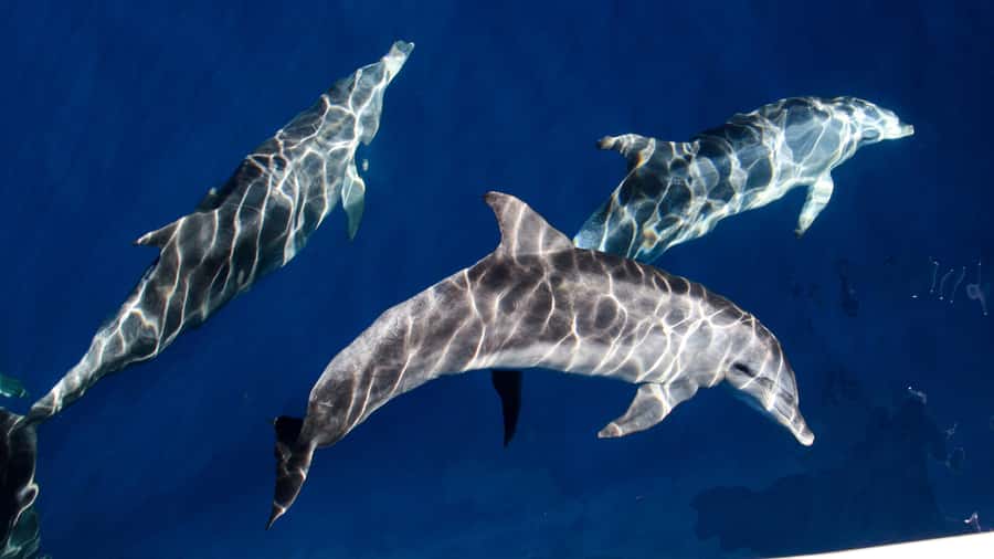 Gold Coast: Premium Whale Watching Cruise - Wildlife beyond humpbacks: dolphins, turtles, and sea birds