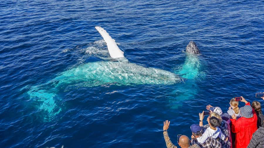 Gold Coast: Premium Whale Watching Cruise - Captain and guide style: how the commentary improves your sightings