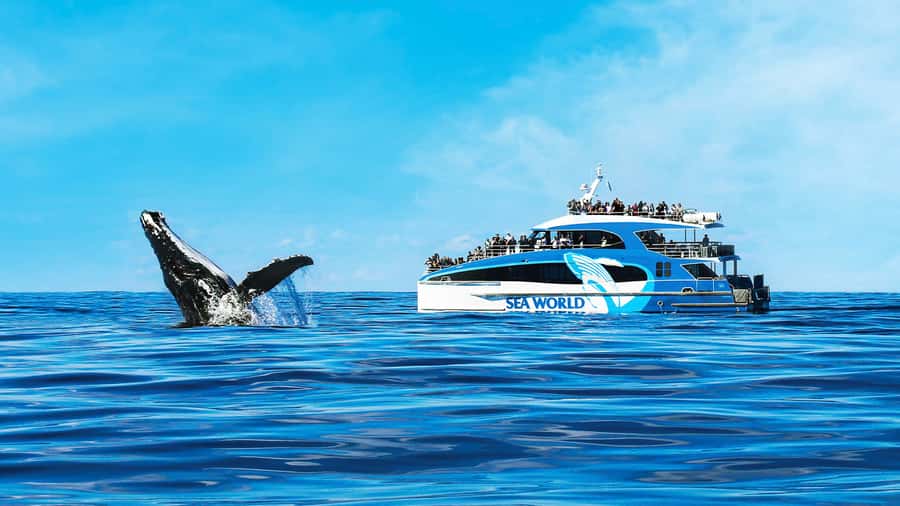 Gold Coast: Premium Whale Watching Cruise - What the 2.5-hour cruise looks like once you’re at sea