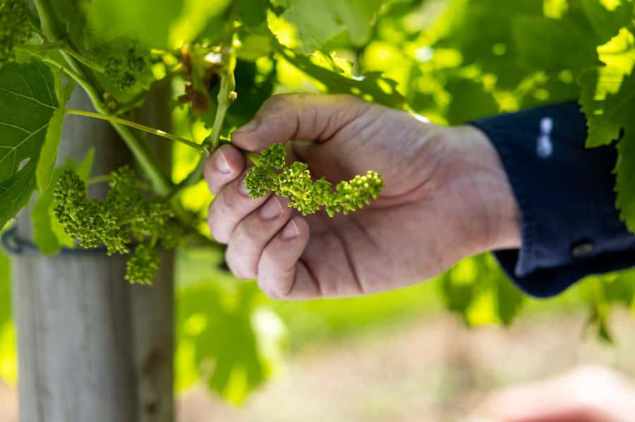 Gold Coast: Premium Wine Tour with Gourmet Lunch - Key highlights to look for