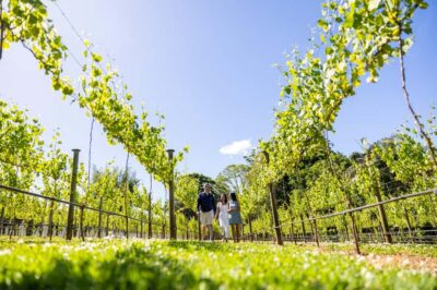 Gold Coast: Premium Wine Tour with Gourmet Lunch - Door-to-door transport and a small-group feel