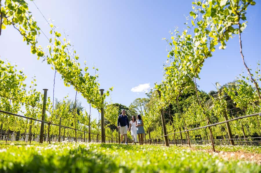 Gold Coast: Premium Wine Tour with Gourmet Lunch - Door-to-door transport and a small-group feel
