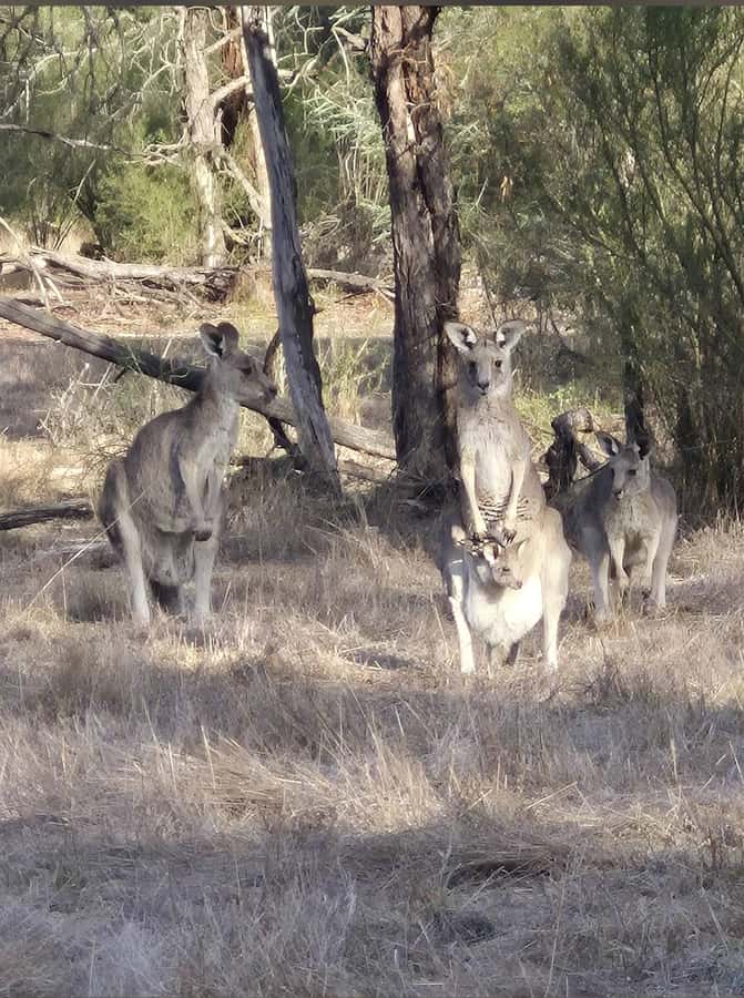 Great Ocean Road Tour PRIVATE LUXURY-FREE entry,hotel pickup - Loch Ard Gorge: shipwreck stories at a walking pace