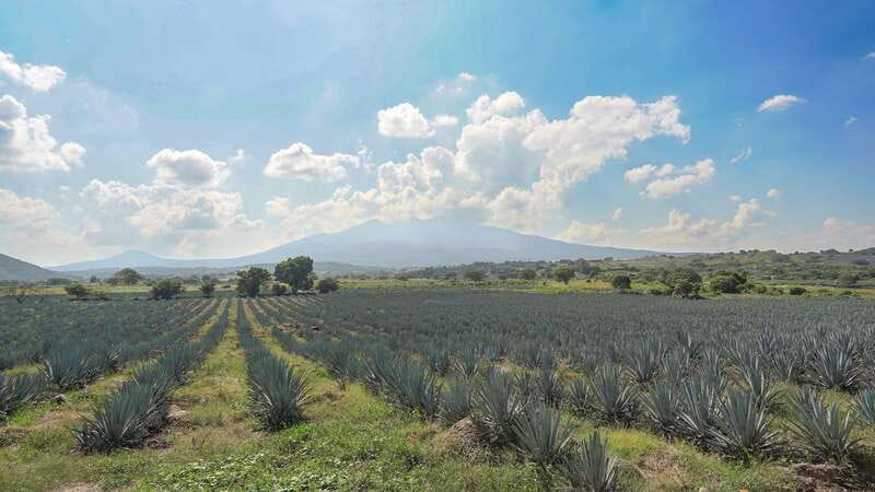 Guadalajara: Premium Tequila Tour with Tastings and Pairings - Tequila Route in one day: what you’re really buying