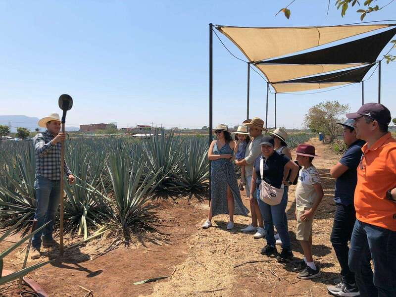 Guadalajara: Premium Tequila Tour with Tastings and Pairings - El Pedregal hacienda: swings, open bar tasting, and photo time