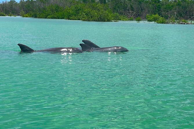 Guided Hobie Kayak EcoTour: Premium Eco Experience Bonita Springs - Wildlife Watching That Actually Has Time to Happen