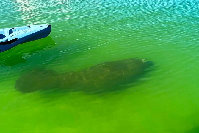 Guided Hobie Kayak EcoTour: Premium Eco Experience Bonita Springs - Mangrove Tunnels and Narrow Passages: The Fun Part Where You Can’t Fake It