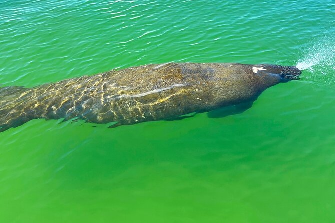 Guided Hobie Kayak EcoTour: Premium Eco Experience Bonita Springs - The Guides: From Mike to Antonio, Nick, and More