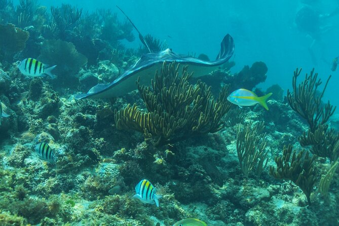 Half-Day Luxury Sailing Experience in Tulum with Open Bar - Snorkeling near Puerto Aventuras: what you can expect and what to ask for