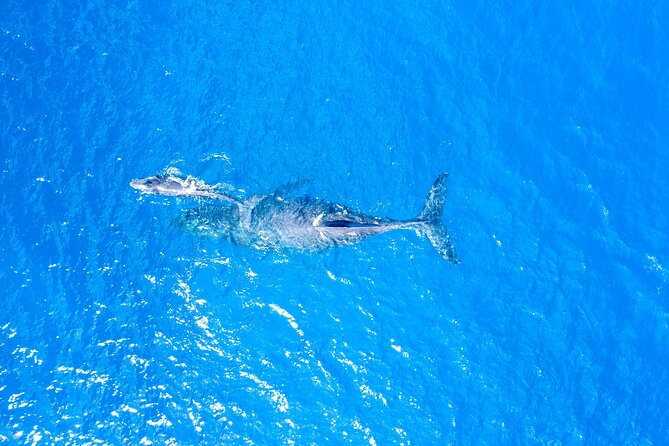 HIGH QUALITY Whale Watch Adventure Aboard Luxury Super Raft - Maalaea Harbor and the Maui Ocean Center Stop: Why This Route Fits the Day