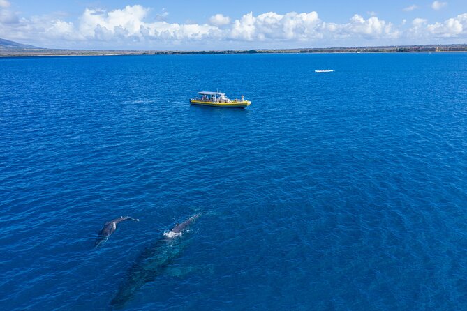 HIGH QUALITY Whale Watch Adventure Aboard Luxury Super Raft - What You’ll See: More Than Breaches