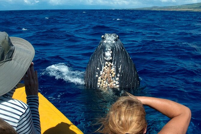 HIGH QUALITY Whale Watch Adventure Aboard Luxury Super Raft - The Super Raft Advantage: Smooth, Stable, and Built for Whale Spotting