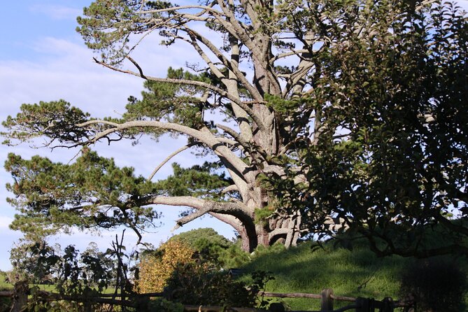 Hobbiton Afternoon Tour in Luxury Minibus from Auckland - Price and value: is $242.64 per person worth it?