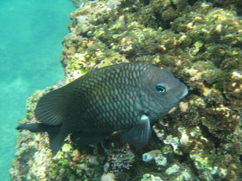Huatulco: Premium Boat Tour with snorkel experience. - Should you book the Huatulco premium boat tour with snorkeling?