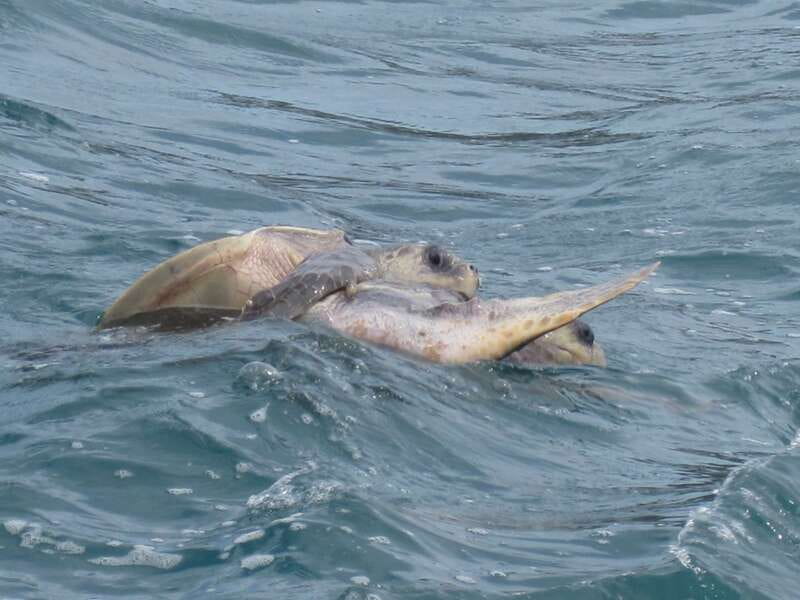 Huatulco: Premium Boat Tour with snorkel experience. - Beer, soda, and the real-world budget