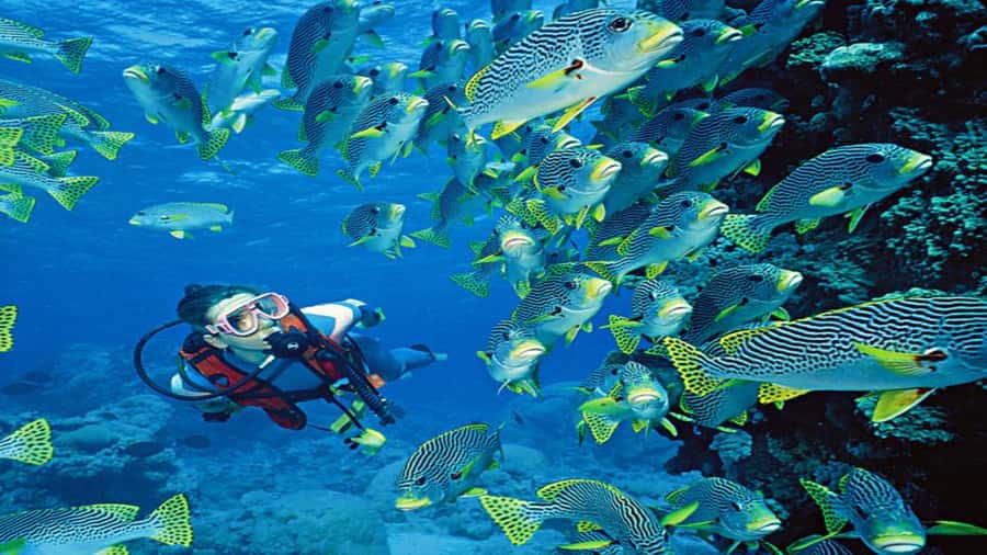 Hurghada:Luxury Diving & Snorkeling inc/Island/Lunch/Massage - Key things to know before you go