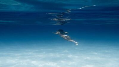 Hurghada: Luxury Orange Bay w/Snorkeling, Massage and Diving - Giftun Island: snorkeling that makes the Red Sea make sense